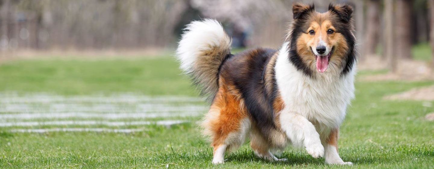 11 English and British Dog Breeds Purina